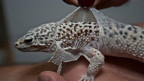 Ciri ciri gecko ganti kulit  Punya perlindungan diri yang sama seperti cicak